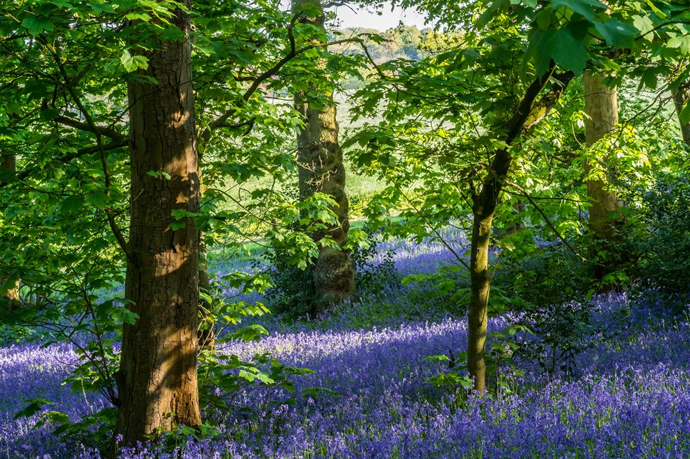 An image of bluebell woods at Lickey Hills.